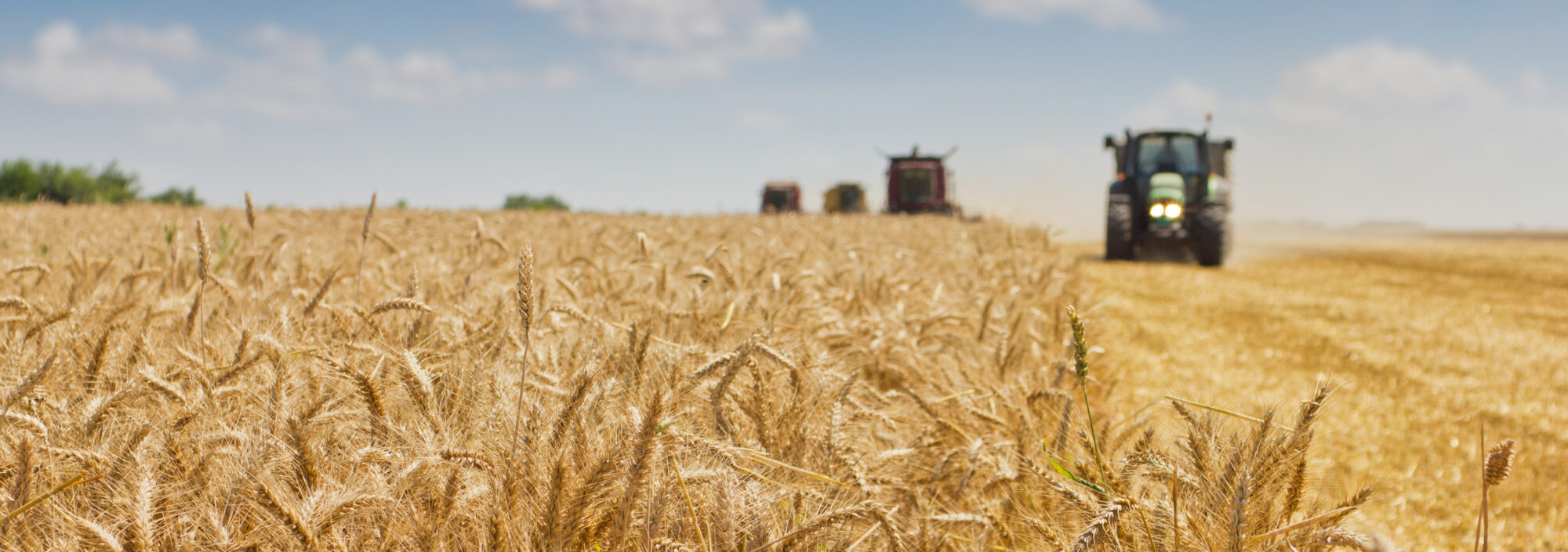 Combine harvester harvesting wheat .